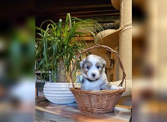 Traumhaft Australian shepherd welpen Showlinie aus familierer hobbyzucht genetisch frei mdr1++