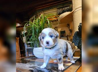 Traumhaft Australian shepherd welpen Showlinie aus familierer hobbyzucht genetisch frei mdr1++