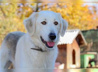 Vendy - schüchterne aber freundliche Kuvasz-Mix Hündin / zur Zeit noch in Rumänien