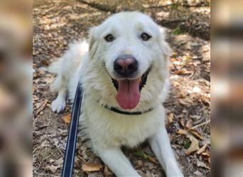 Vendy - schüchterne aber freundliche Kuvasz-Mix Hündin / zur Zeit noch in Rumänien