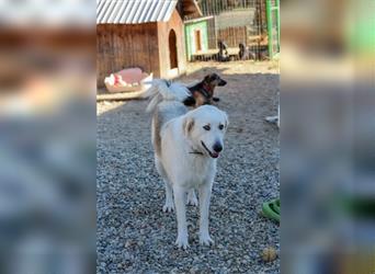 Vendy - schüchterne aber freundliche Kuvasz-Mix Hündin / zur Zeit noch in Rumänien