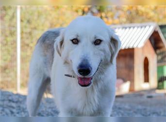 Vendy - schüchterne aber freundliche Kuvasz-Mix Hündin / zur Zeit noch in Rumänien