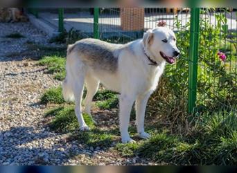 Vendy - schüchterne aber freundliche Kuvasz-Mix Hündin / zur Zeit noch in Rumänien