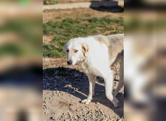 Vendy - schüchterne aber freundliche Kuvasz-Mix Hündin / zur Zeit noch in Rumänien