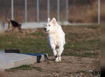 Viktory - schüchterne aber freundliche Kuvasz-Mix Hündin / zur Zeit noch in Rumänien