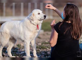 Viktory - schüchterne aber freundliche Kuvasz-Mix Hündin / zur Zeit noch in Rumänien