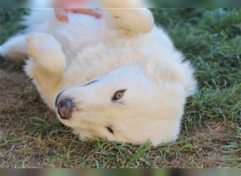 Viktory - schüchterne aber freundliche Kuvasz-Mix Hündin / zur Zeit noch in Rumänien