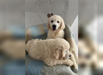 Wunderschöne Golden Retriever Welpen zu verkaufen