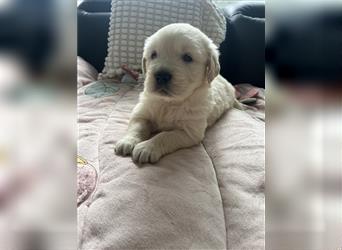 Wunderschöne Golden Retriever Welpen zu verkaufen