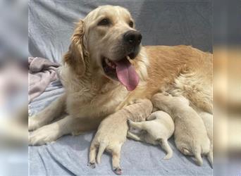 Wunderschöne Golden Retriever Welpen zu verkaufen