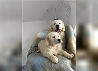 Wunderschöne Golden Retriever Welpen zu verkaufen