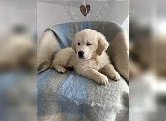 Wunderschöne Golden Retriever Welpen zu verkaufen