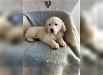 Wunderschöne Golden Retriever Welpen zu verkaufen