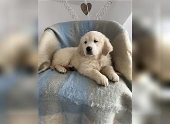 Wunderschöne Golden Retriever Welpen zu verkaufen