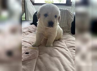 Wunderschöne Golden Retriever Welpen zu verkaufen