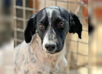 ESME-ein eher zurückhaltendes Mädchen,welches am liebsten die Zeit bei den Menschen verbringen möcht