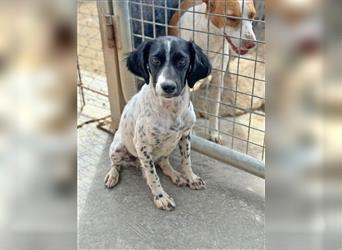 ESME-ein eher zurückhaltendes Mädchen,welches am liebsten die Zeit bei den Menschen verbringen möcht