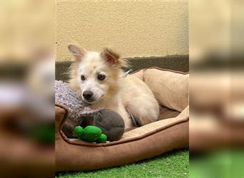 Nala-SR, sucht Zuneigung und Liebe