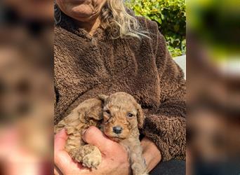 Zwergpudel Welpe Rüde fawn red rot