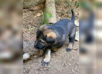 Schäferhundwelpen in liebevolle Hände geben