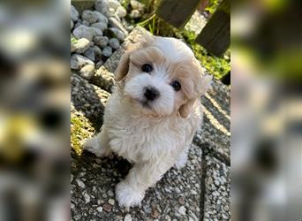 Maltipoo Welpe Rüde