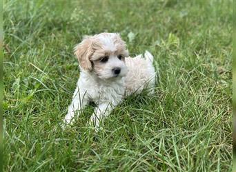 Maltipoo Welpe Rüde