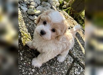 Maltipoo Welpe Rüde