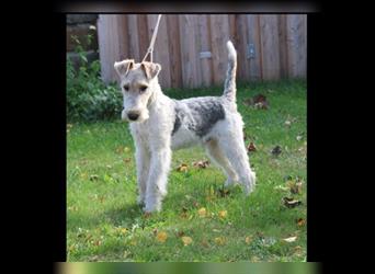 Foxterrier Rüde 5 Monate.