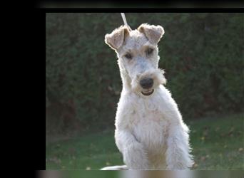 Foxterrier Rüde 5 Monate.