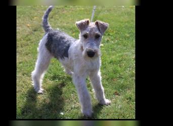 Foxterrier Rüde 5 Monate.