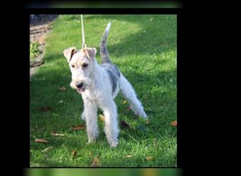 Foxterrier Rüde 5 Monate.