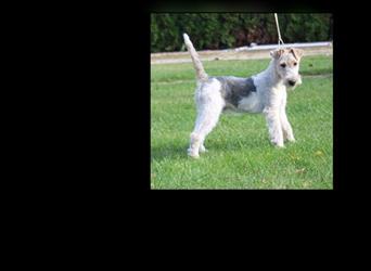 Foxterrier Rüde 5 Monate.