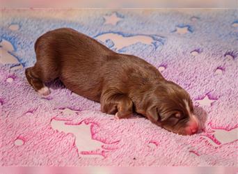 Australian shepherd Red tri Mädchen