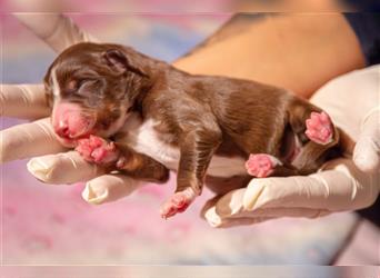 Australian shepherd Red tri Mädchen