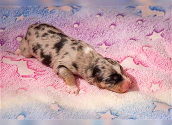 Australian shepherd welpen blu merle