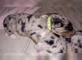 Australian shepherd welpen blu merle