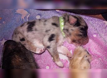 Australian shepherd welpen blu merle