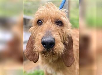 Toller Cooper-junger, freundlicher Griffon-Mix sucht sein Zuhause