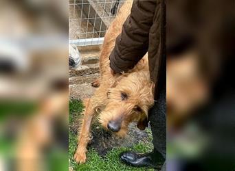 Toller Cooper-junger, freundlicher Griffon-Mix sucht sein Zuhause