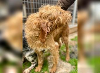 Toller Cooper-junger, freundlicher Griffon-Mix sucht sein Zuhause