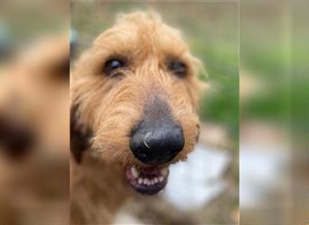 Toller Cooper-junger, freundlicher Griffon-Mix sucht sein Zuhause