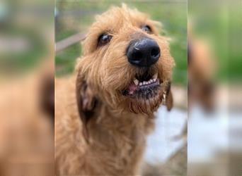 Toller Cooper-junger, freundlicher Griffon-Mix sucht sein Zuhause