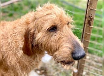 Toller Cooper-junger, freundlicher Griffon-Mix sucht sein Zuhause