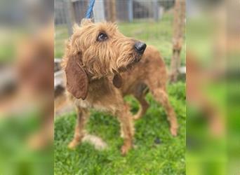 Toller Cooper-junger, freundlicher Griffon-Mix sucht sein Zuhause