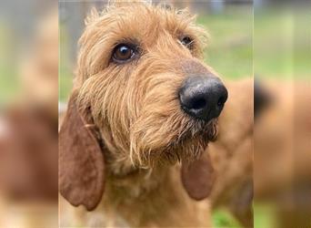 Toller Cooper-junger, freundlicher Griffon-Mix sucht sein Zuhause