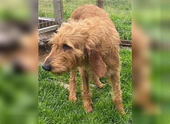 Toller Cooper-junger, freundlicher Griffon-Mix sucht sein Zuhause