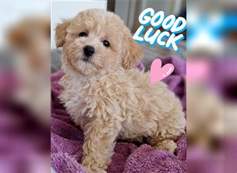 maltipoo welpe poochon F1