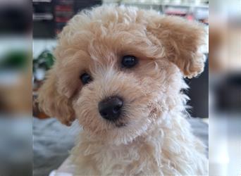 maltipoo welpe poochon F1