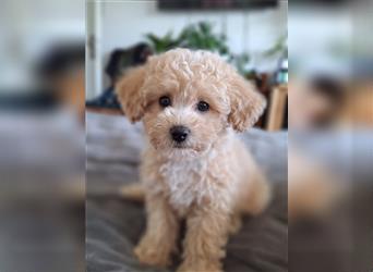 maltipoo welpe poochon F1