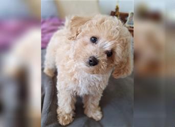 maltipoo welpe poochon F1